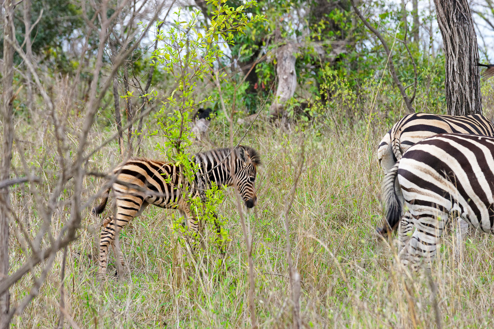 20161113 073203 Zebras